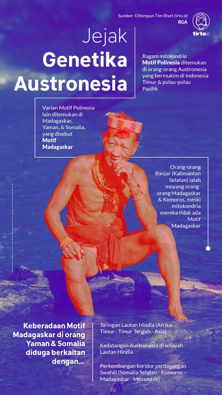 infografik jejak genetik austronesia