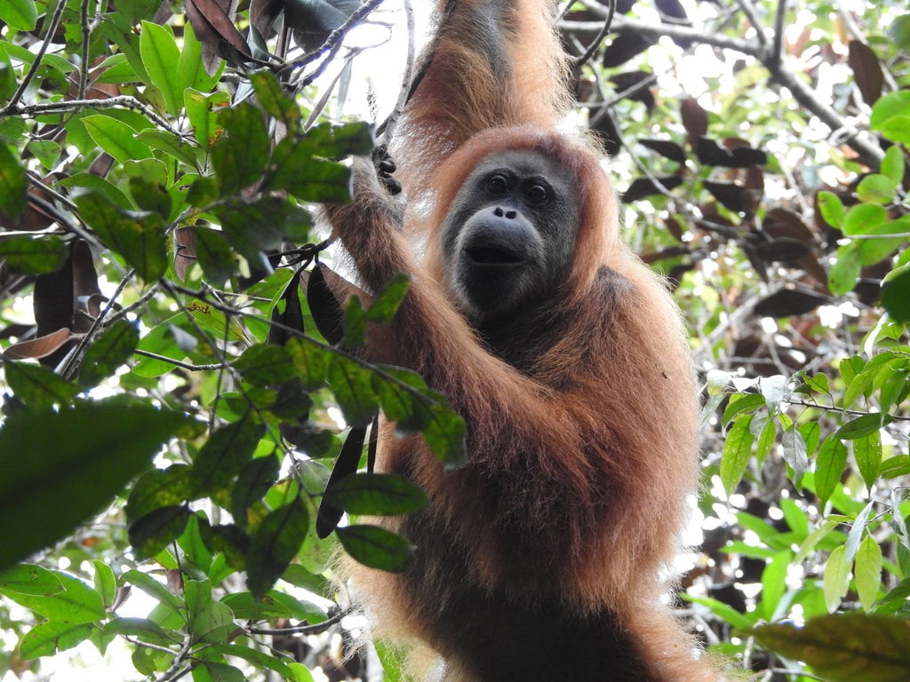 Orangutan Tapanuli