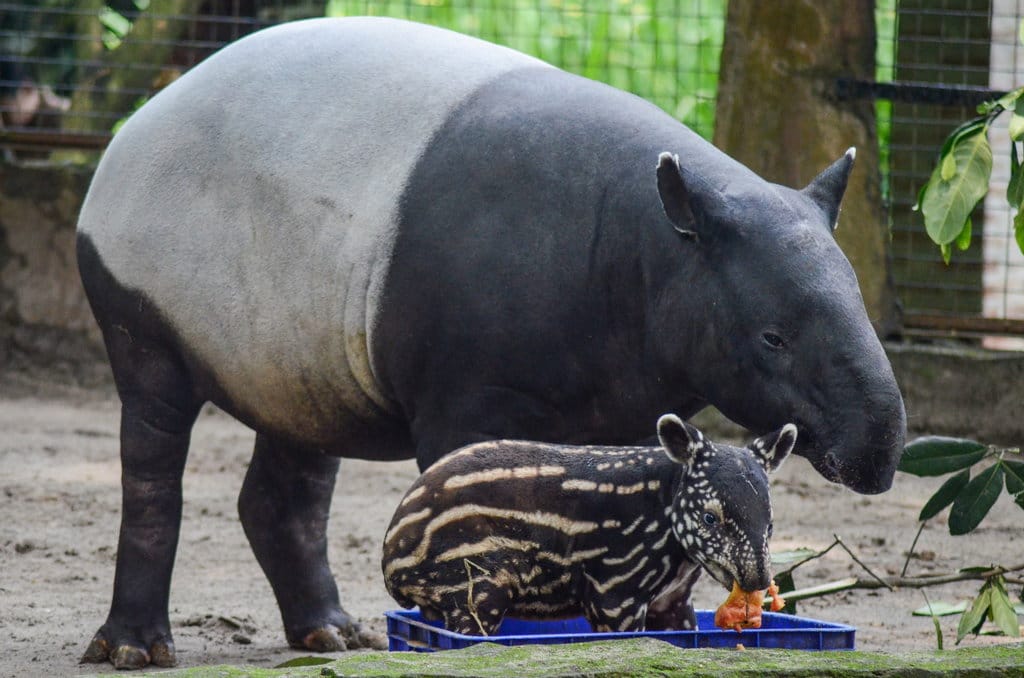 KELAHIRAN BAYI TAPIR DI KEBUN BINATANG BANDUNG