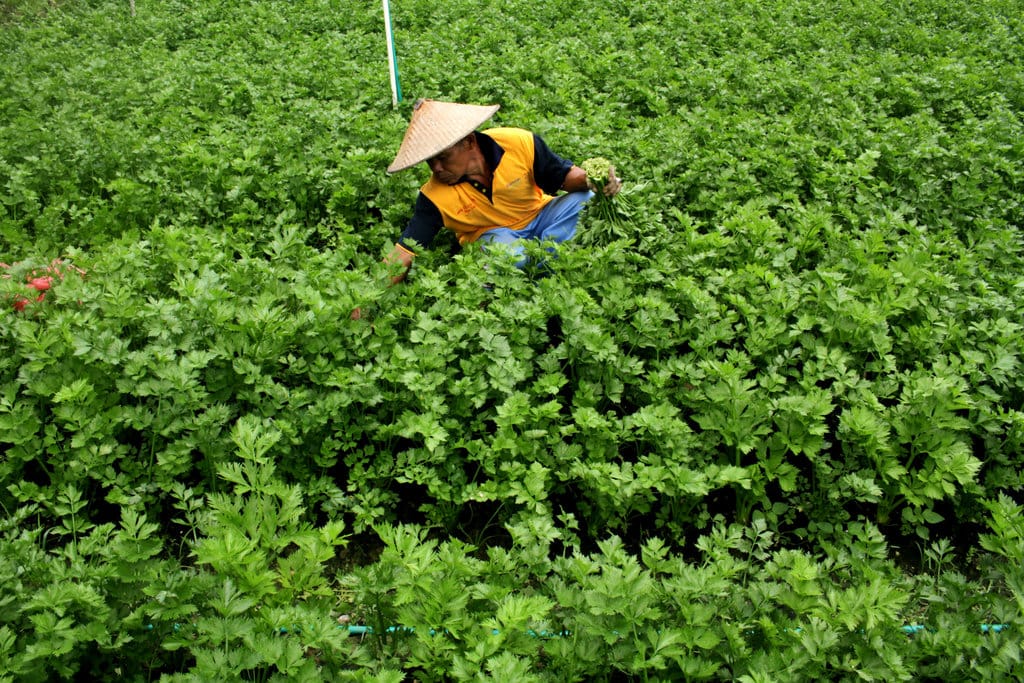 HARGA SELEDRI NAIK