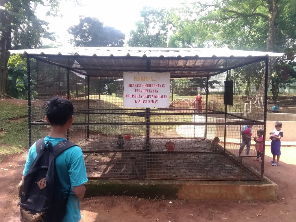 Nasib Satwa Di Kebun Binatang Mini Milik Divisi 1 Kostrad Cilodong Tirto Id