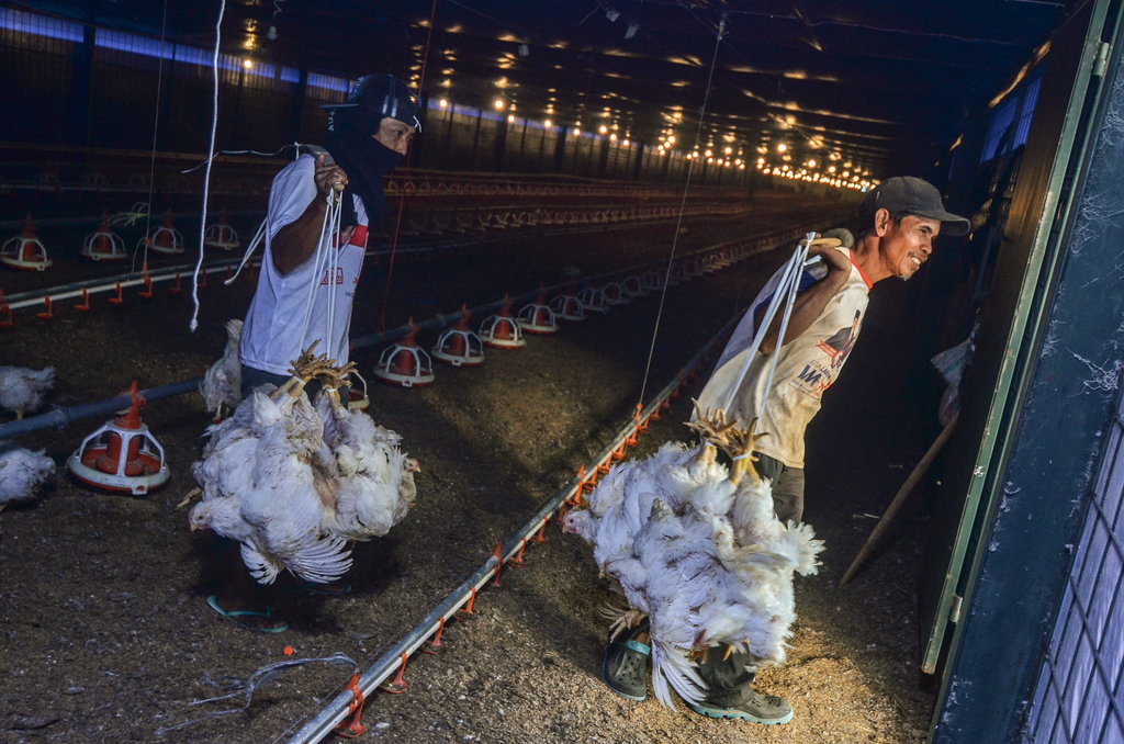 Kekalahan Indonesia Di Wto Dan Polemik Impor Daging Ayam Tirto Id