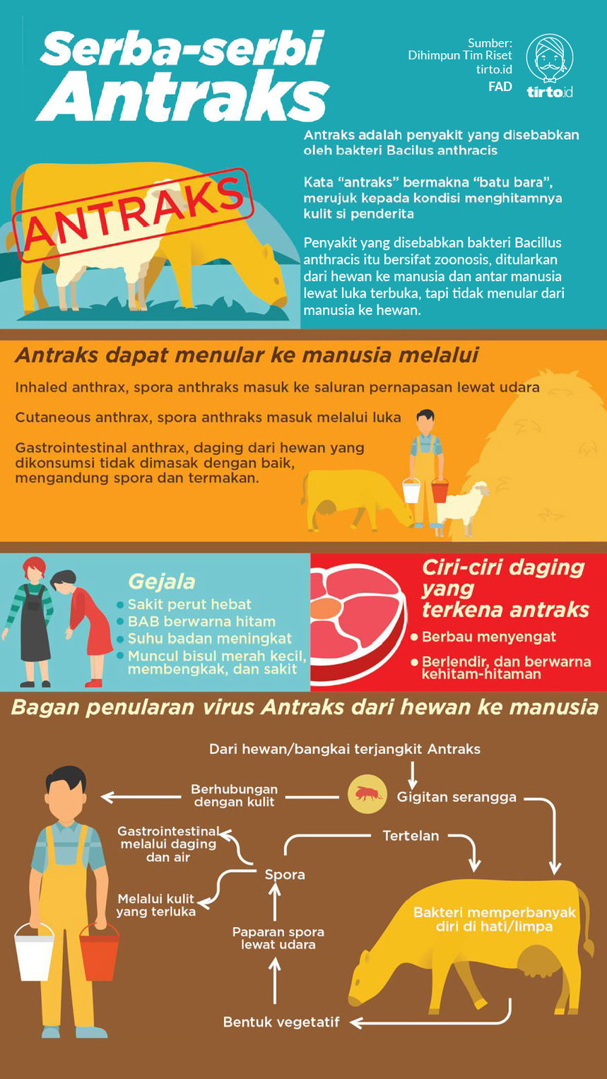Infografik Antraks