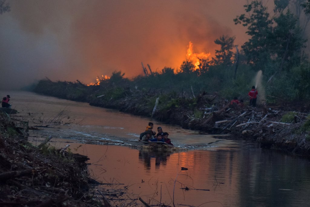 Contoh artikel tentang kebakaran hutan