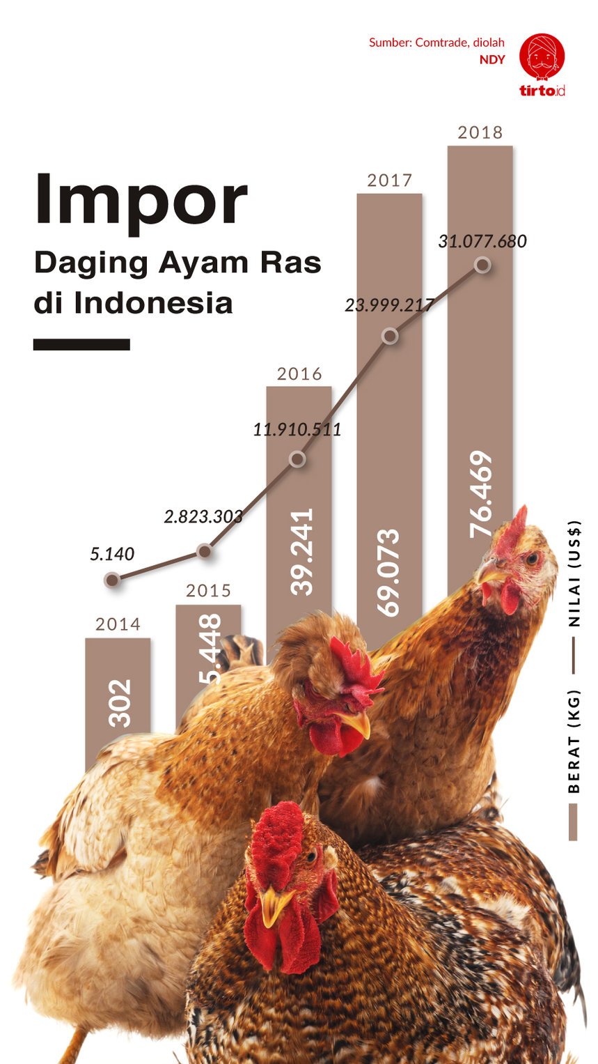 Infografik Ayam Ras Indonesia