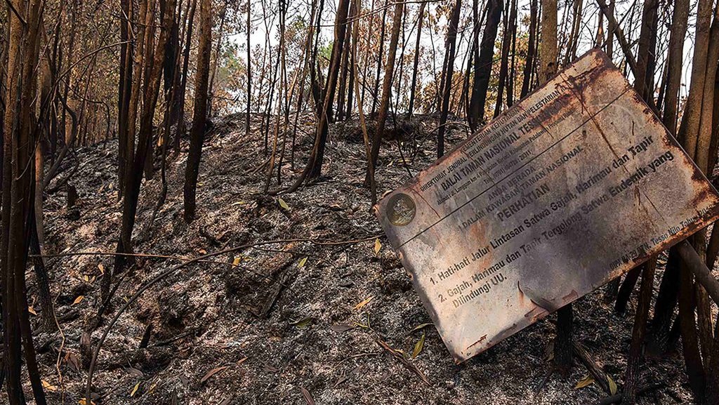 Plang pemberitahuan rusak akibat ikut terbakar saat kebakaran hutan di kawasan Taman Nasional Tesso Nilo, Kabupaten Pelalawan, Provinsi Riau, Selasa (13/8/2019). ANTARA FOTO/FB Anggoro/foc. SELAMATKAN TAMAN NASIONAL TESSO NILO