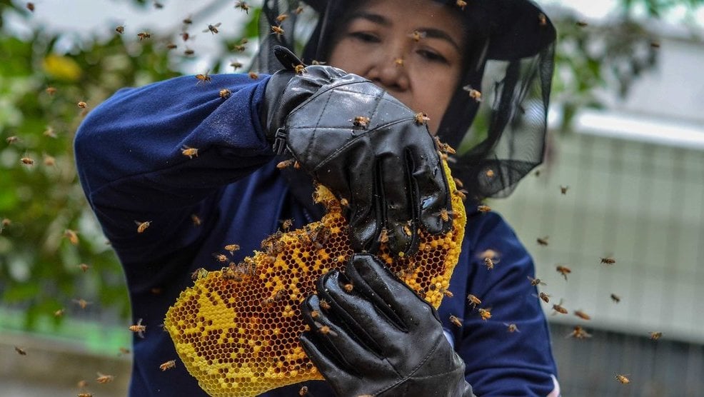 PANEN MADU DI TASIKMALAYA