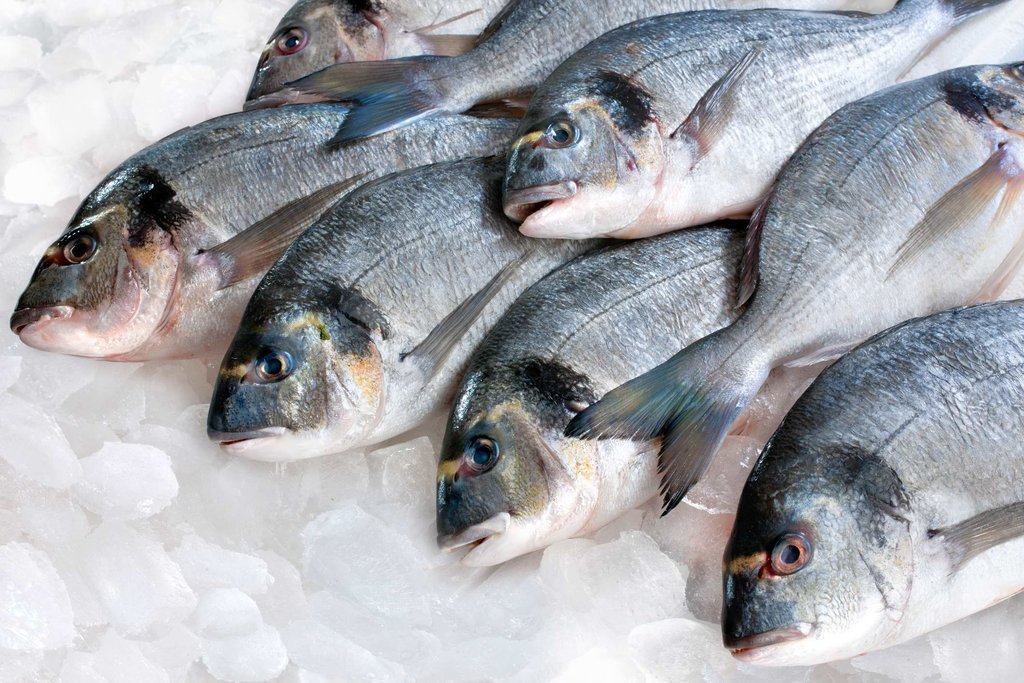 Ilustrasi Ikan Segar