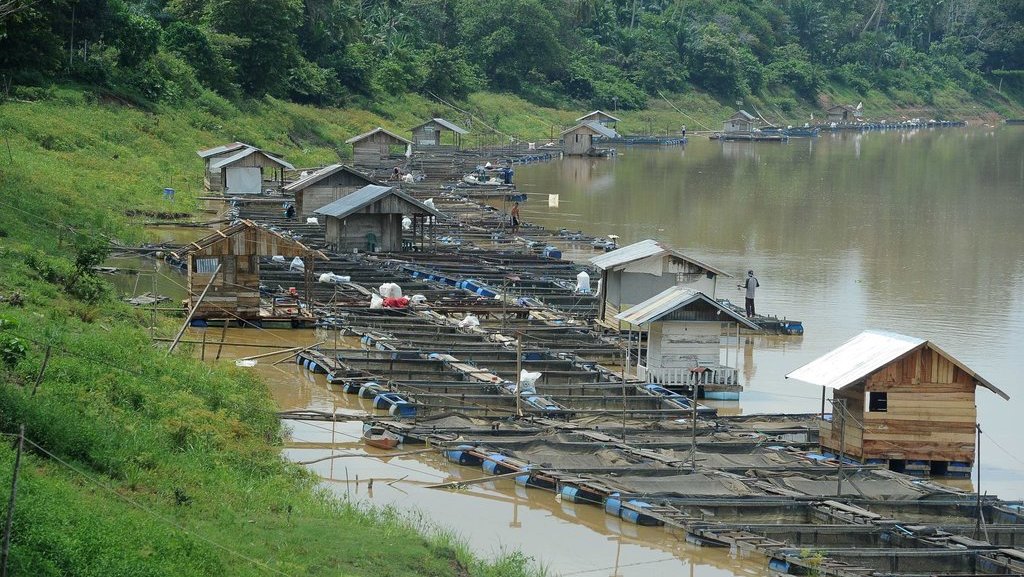Warga memberi makan ikan yang dibudidayakan menggunakan keramba apung di Sungai Batanghari, Jambi Luar Kota, Muarojambi, Jambi, Jumat (22/11/2019). ANTARA FOTO/Wahdi Septiawan/pras. BUDI DAYA IKAN DI SUNGAI BATANGHARI