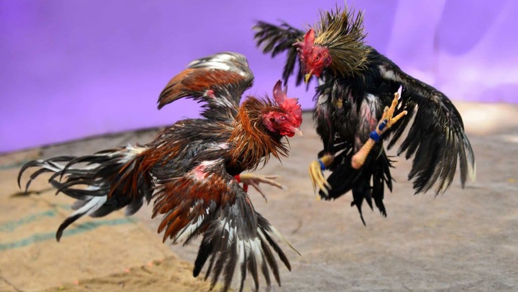 Ilustrasi Sabung Ayam. foto/istockphoto Ilustrasi Sabung Ayam