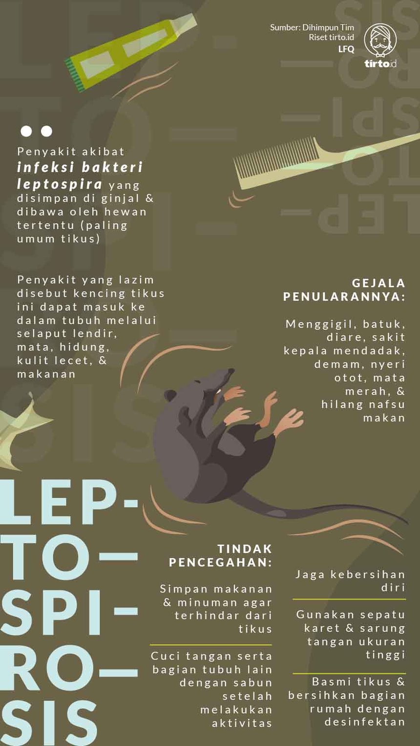 Infografik Leptospirosis