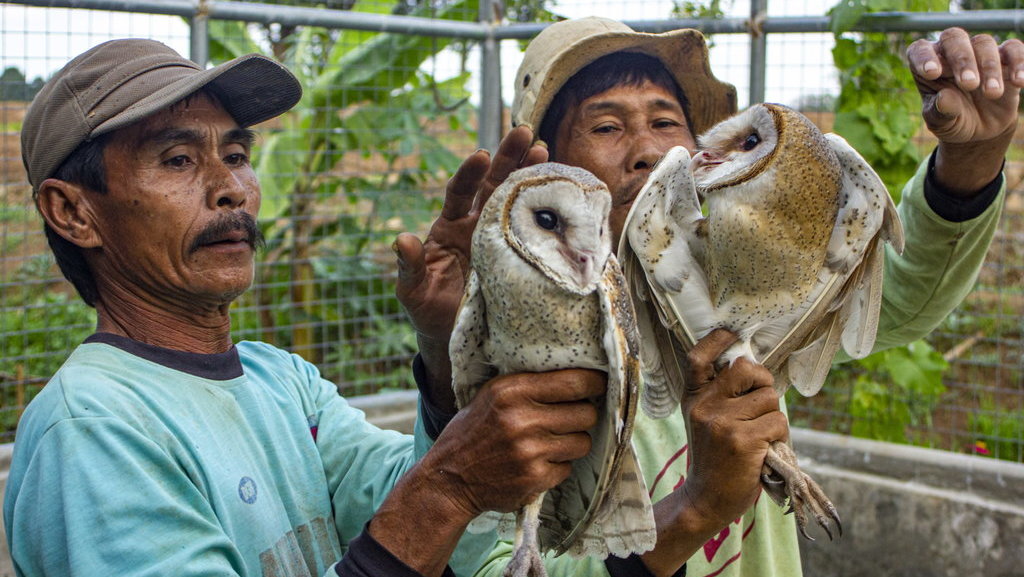 Petani memperlihatkan burung hantu jenis Serak Jawa (Tyto alba) di lokasi karantina Desa Pasirmulya, Majalaya, Karawang, Jawa Barat, Senin (20/1/2020). BANTARA FOTO/M Ibnu Chazar/wsj. BURUNG HANTU PEMBASMI HAMA TIKUS
