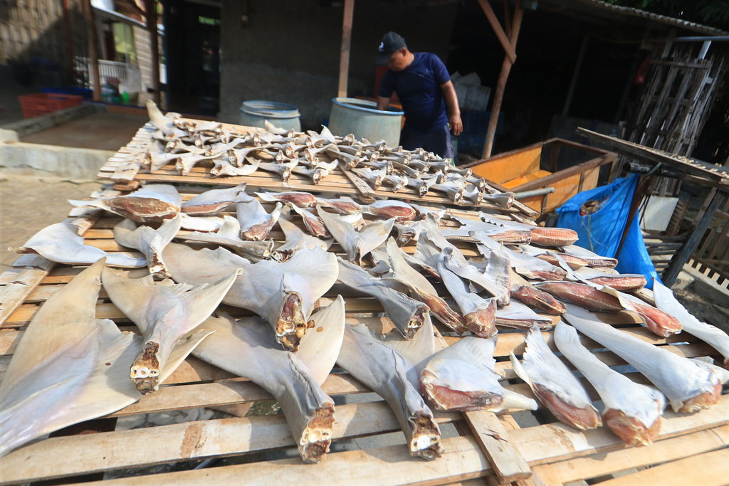 Pekerja menjemur sirip ikan hiu di Pabean Udik, Indramayu, Jawa Barat, Kamis (13/2/2020). ANTARA FOTO/Dedhez Anggara/wsj. PERDAGANGAN SIRIP HIU