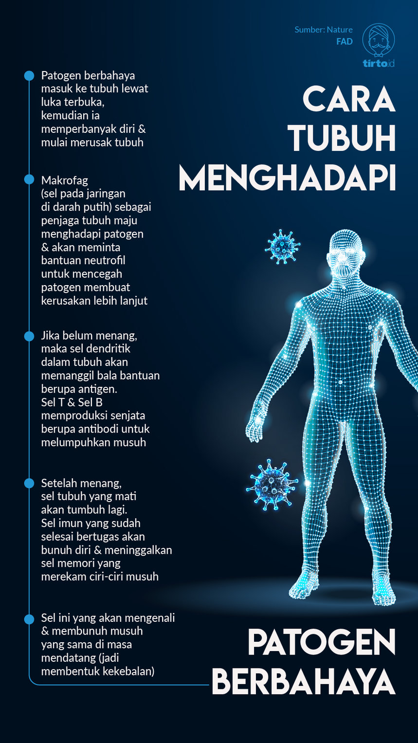Infografik Cara Tubuh Menghadapi Patogen Berbahaya