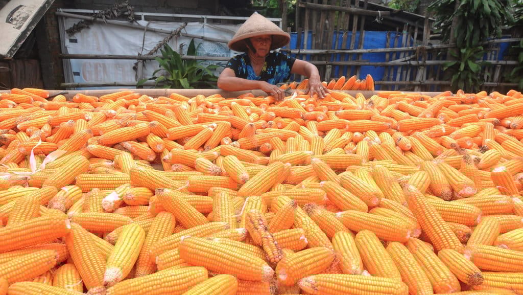 HARGA JUAL JAGUNG KERING NAIK