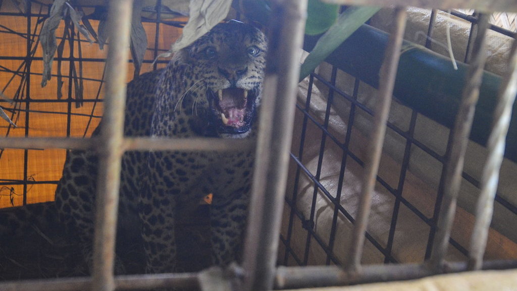 Seekor Macan Tutul (Panthera pardus) yang telah dipasangi radio collar berhasil ditangkap warga di Desa Cikupa, Kecamatan Lumbung, Kabupaten Ciamis, Jawa Barat, Kamis (25/6/2020). ANTARA FOTO/Adeng Bustomi/aww. MACAN TUTUL DITANGKAP WARGA