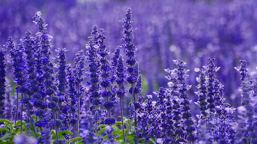 Ilustrasi Bunga Lavender