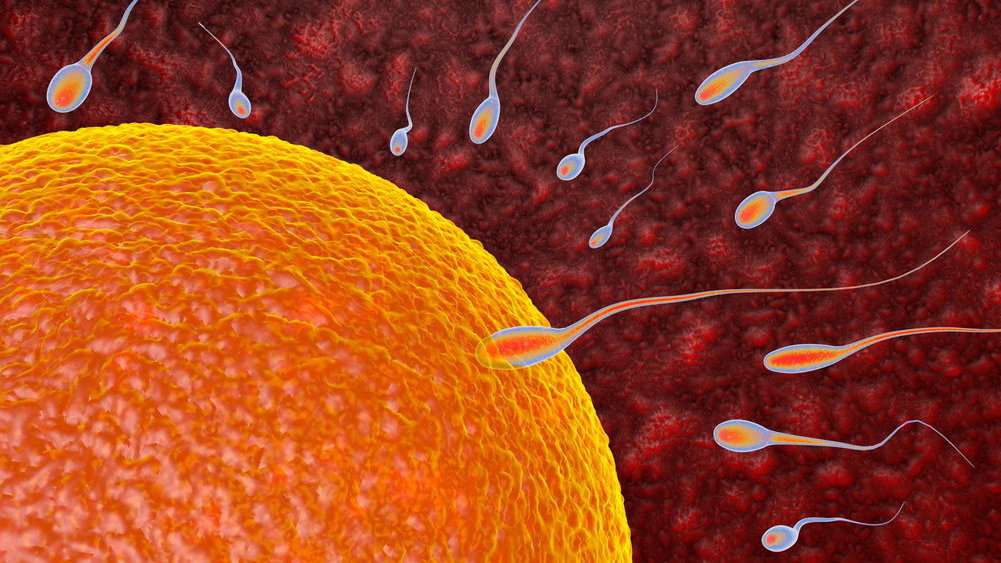Hisap Kontol Sampe Muncrat Di Mulut - Apakah Menelan Sperma Bisa Hamil dan Penjelasan Lengkapnya