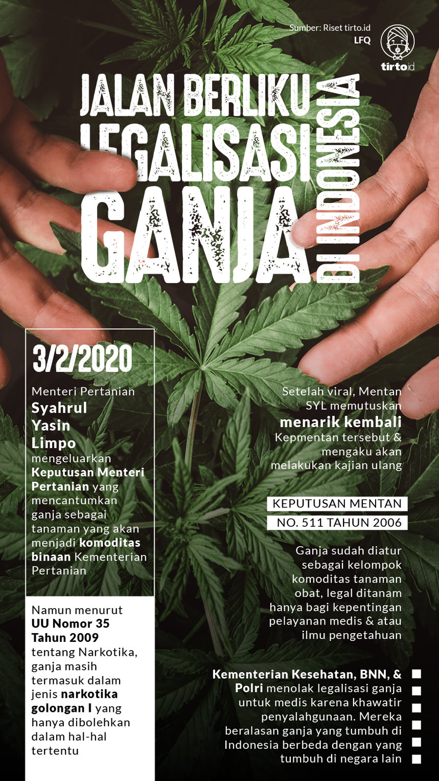 Infografik Legalisasi Ganja di Indonesia