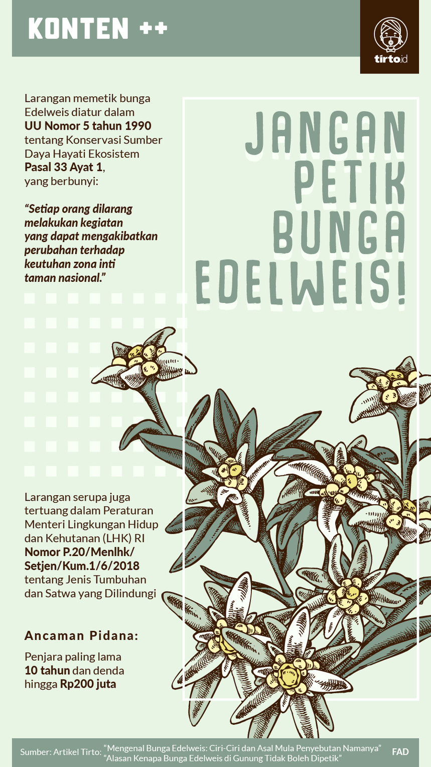 Infografik Bunga Edelweis