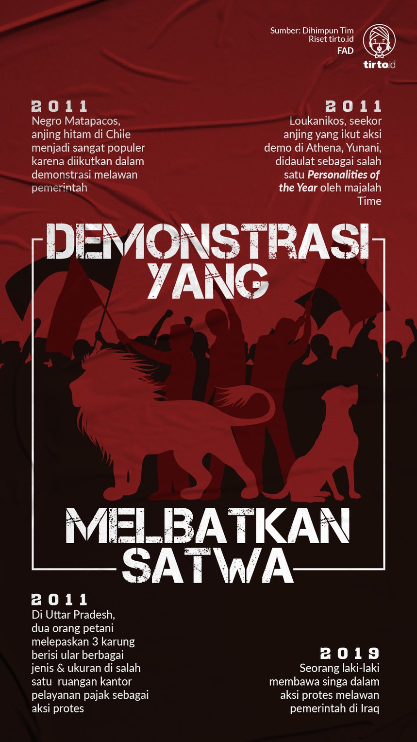 Infografik Demonstrasi Libatkan Satwa