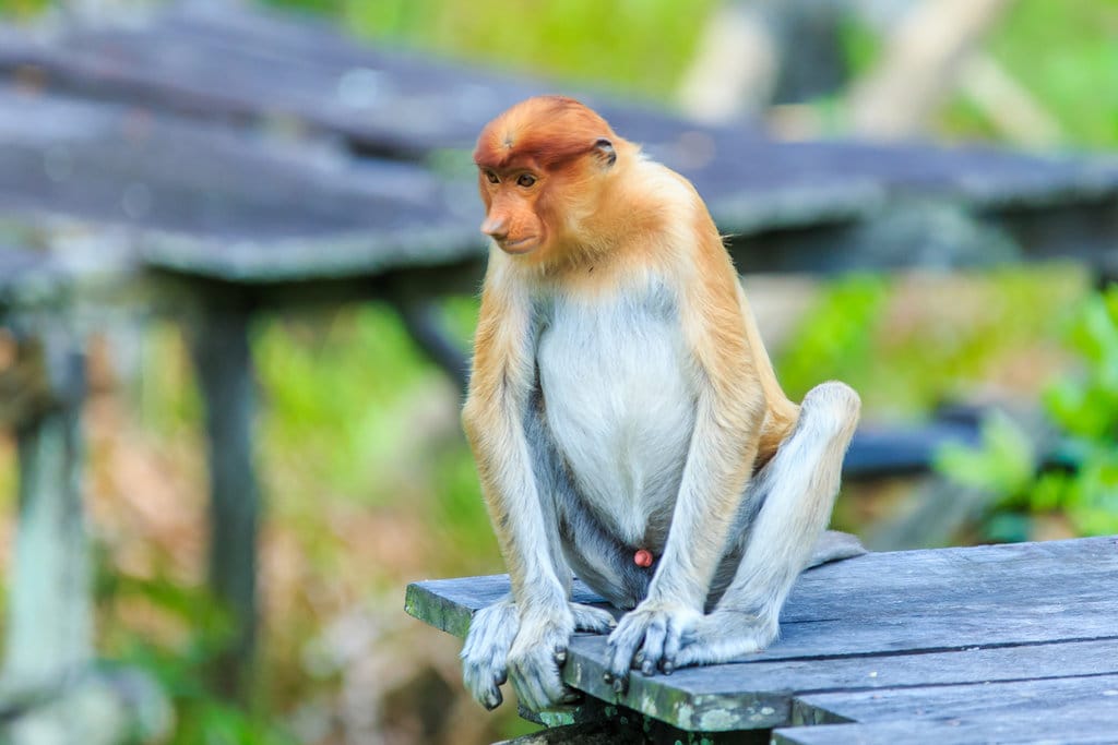 Apa Itu Nasalis Larvatus Monyet Bekantan Asal Kalimantan Tirto Id