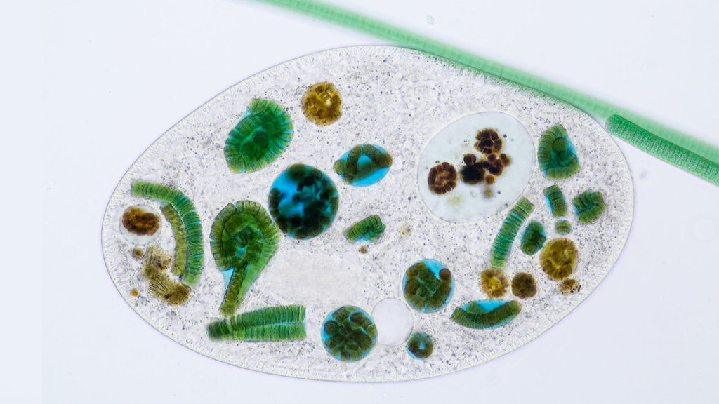 Protozoa Memakan Bakteri Dengan Cara Cara Golden Protozoa Memakan Bakteri Dengan Cara Cara Golden