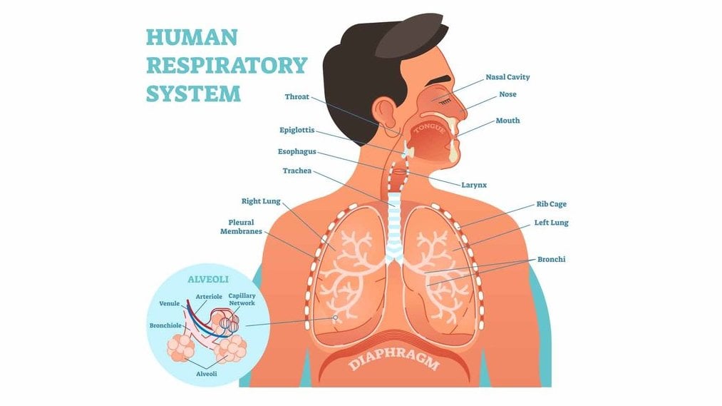 Urutan Sistem Pernapasan Manusia, Struktur Organ dan FungsinyaÂ Â