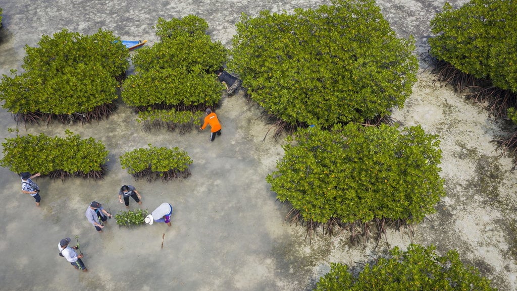 HARI KEANEKARAGAMAN HAYATI DI PULAU HARAPAN