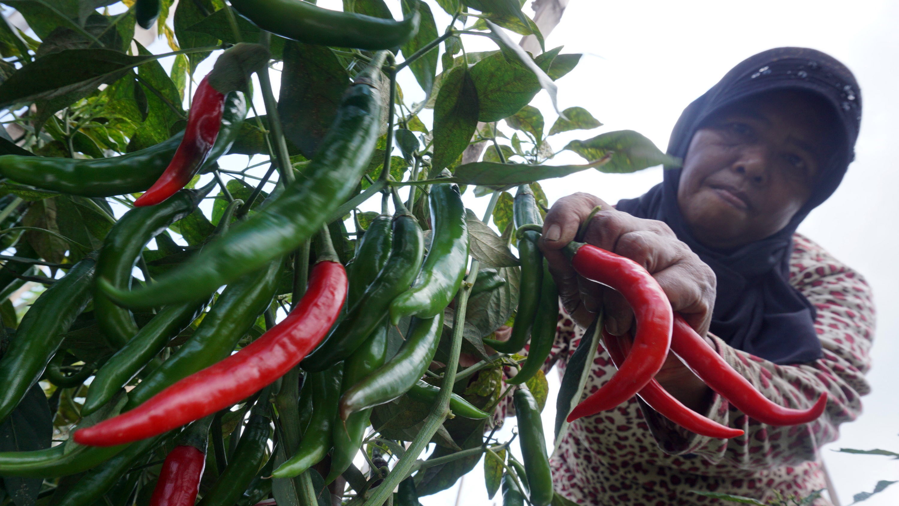 petani cabai
