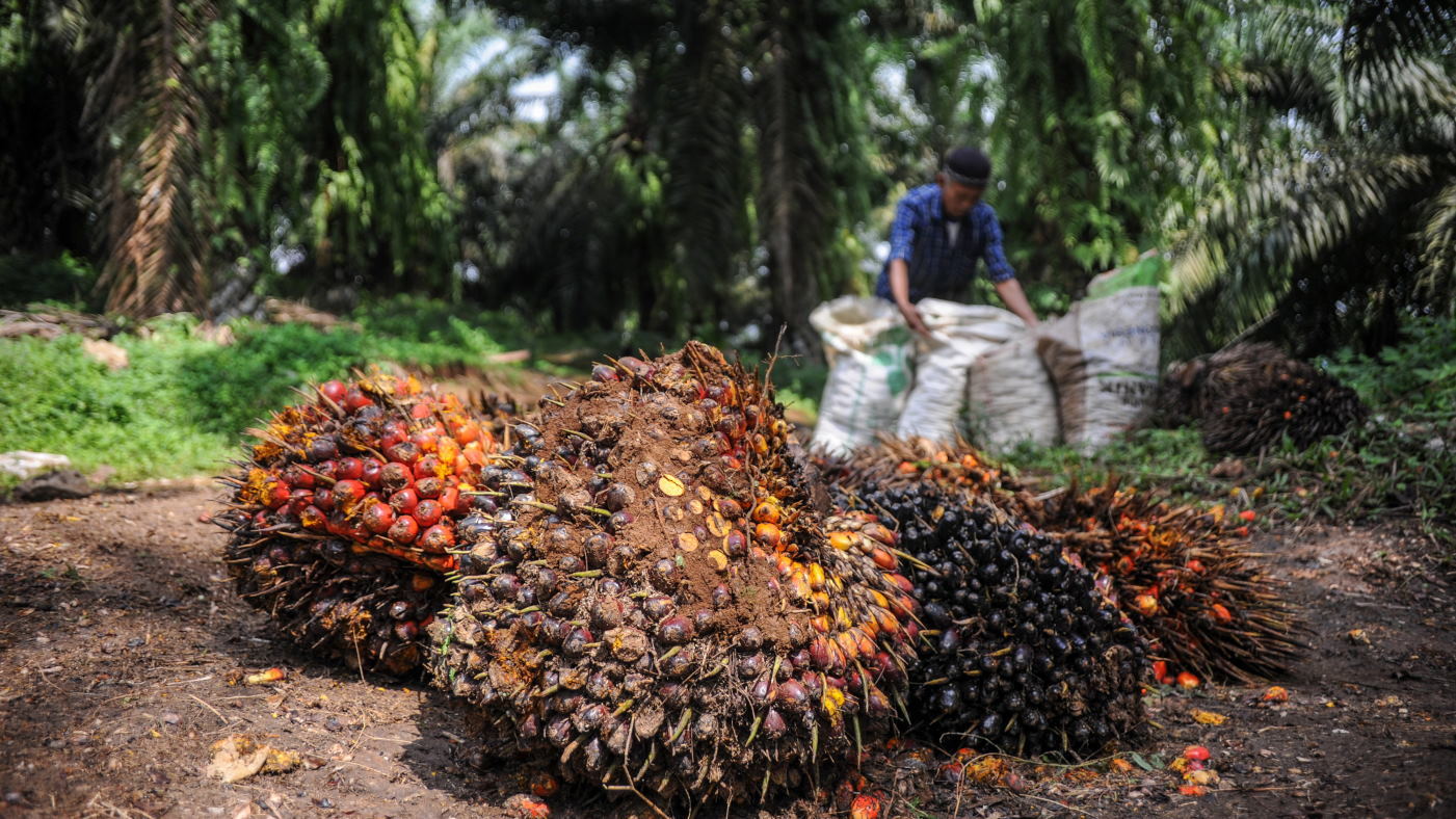 Seorang buruh tani memanen sawit di perkebunan sawit milik PTPN VIII di Cikidang, Kabupaten Sukabumi, Jawa Barat, Rabu (27/10/2021). ANTARA FOTO/Raisan Al Farisi/foc. TARGET PRODUKSI MINYAK SAWIT