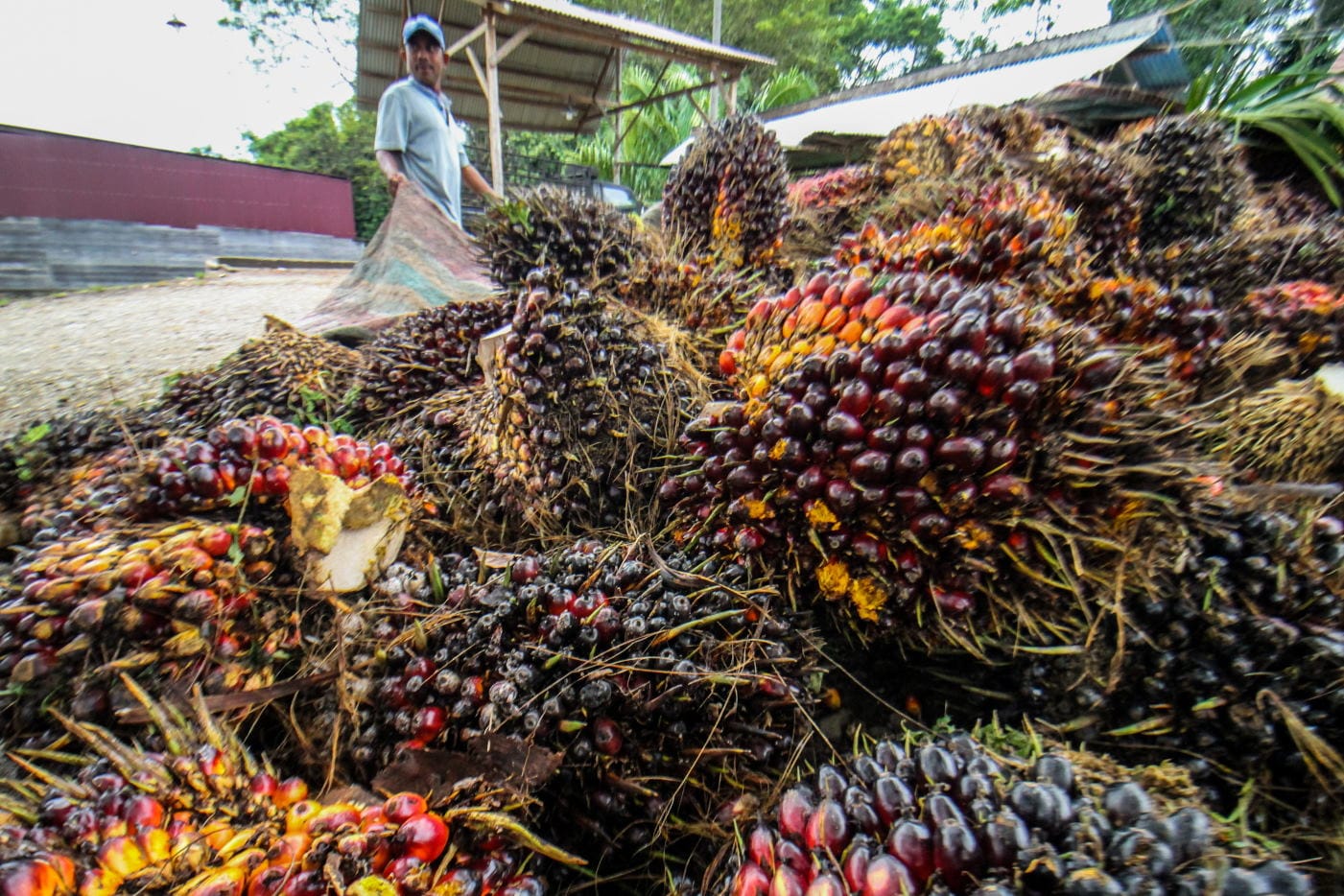 KENAIKAN HARGA TBS KELAPA SAWIT