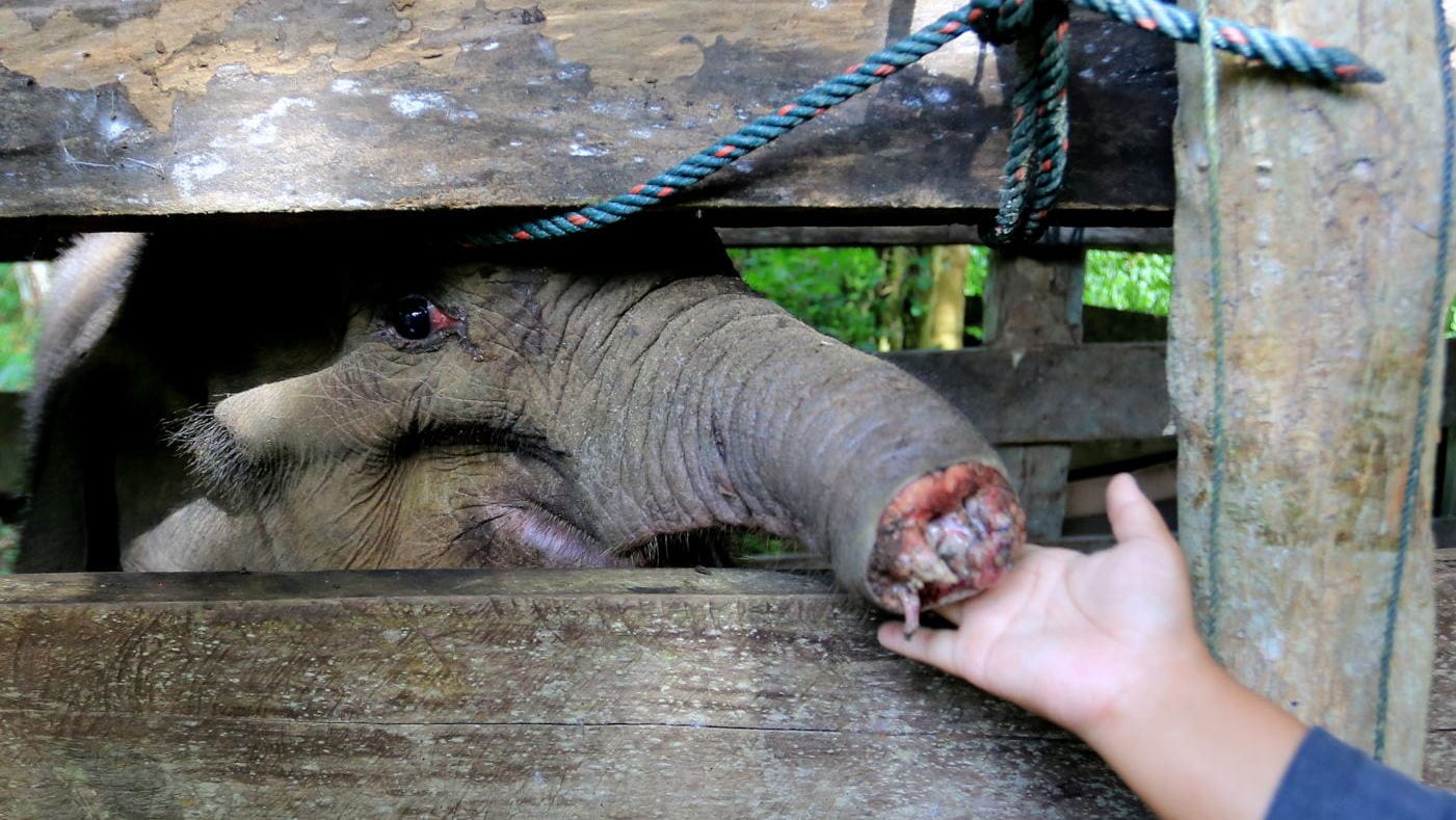 PERAWATAN DAN PENGOBATAN GAJAH TERJERAT DI ACEH