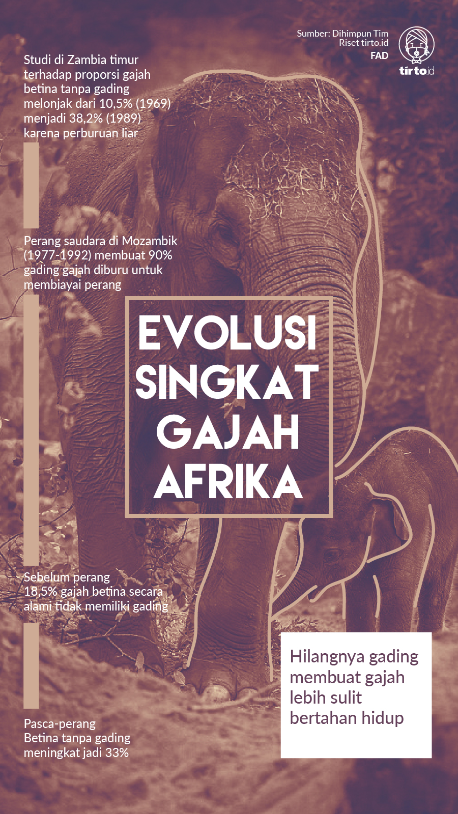 Infografik Evolusi Singkat Gajah Afrika