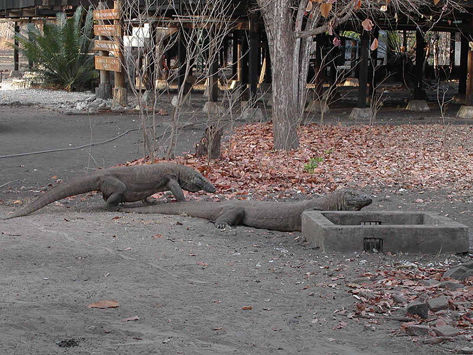 Taman Nasional komodo