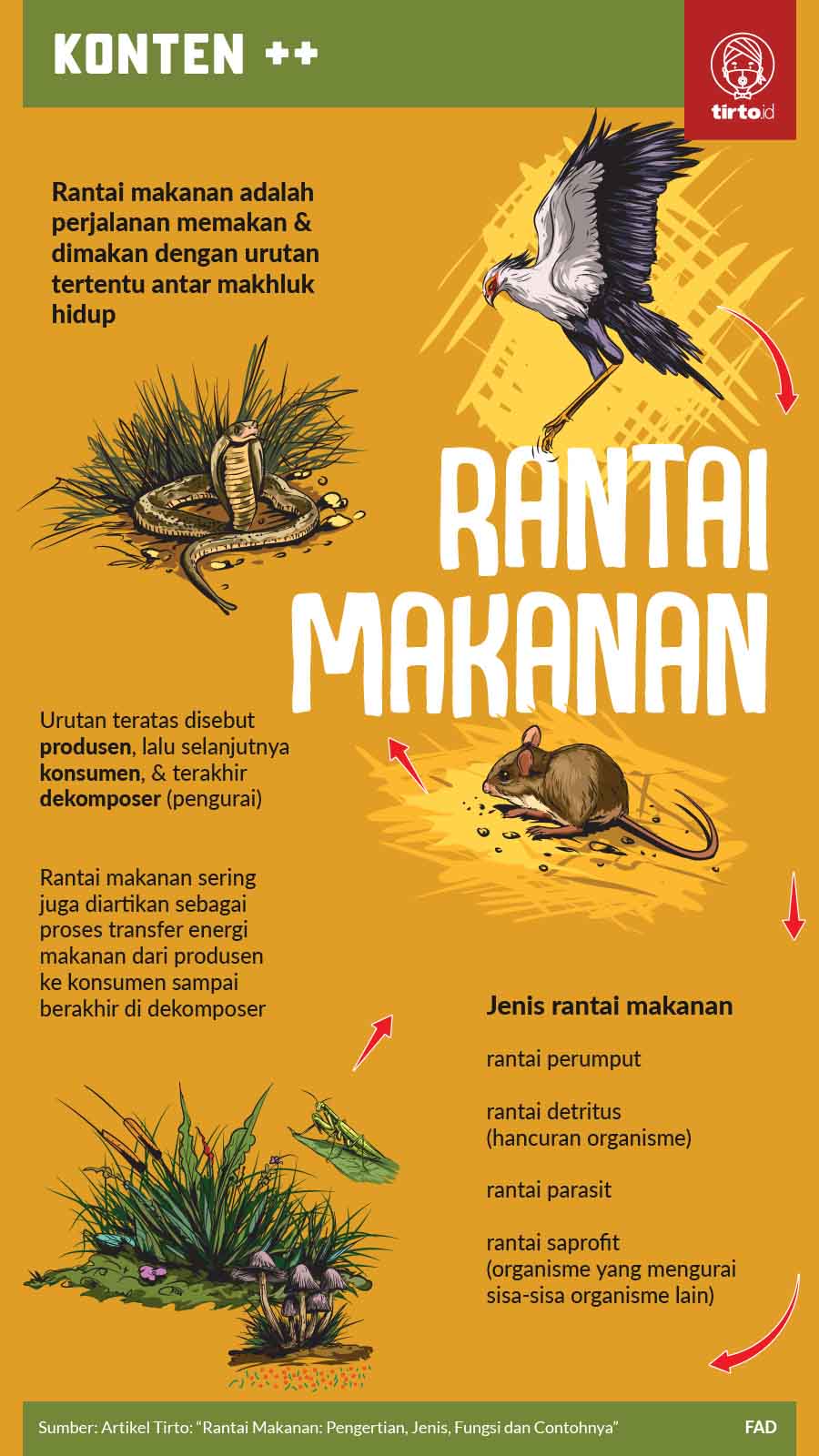 Infografik SC Rantai Makanan