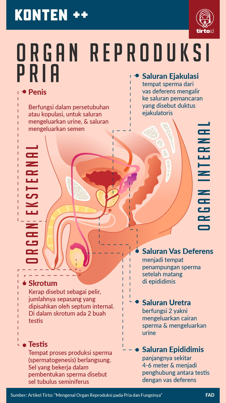 Infografik SC Organ Reproduksi Pria