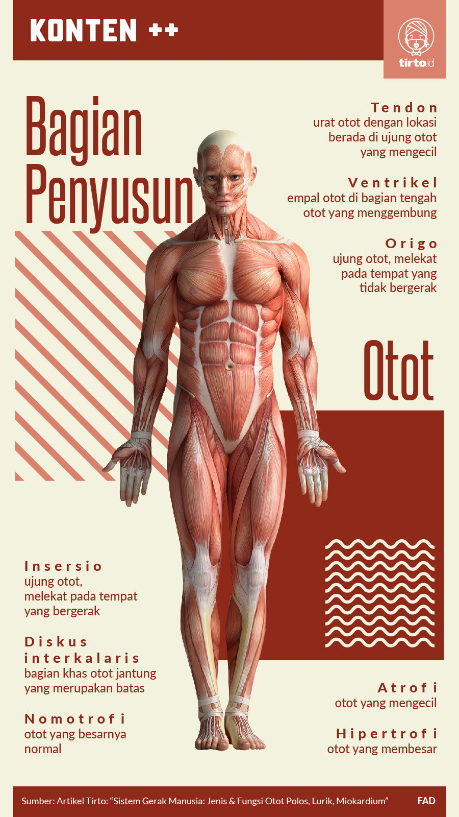 Infografik SC Bagian Penyusun Otot