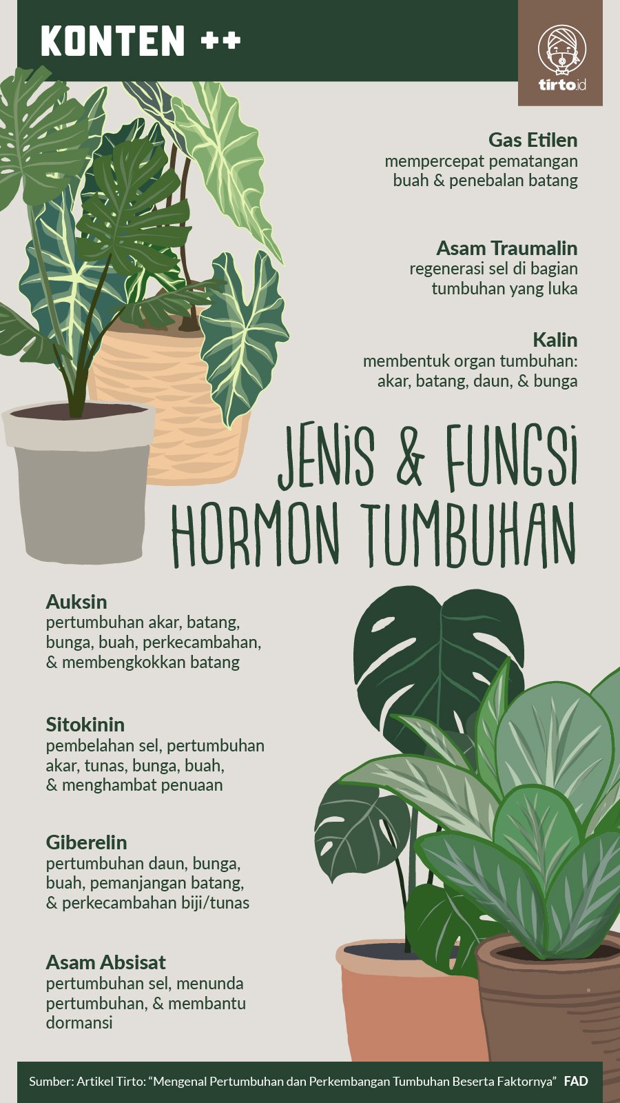 Infografik SC Jenis dan fungsi hormon tumbuhan