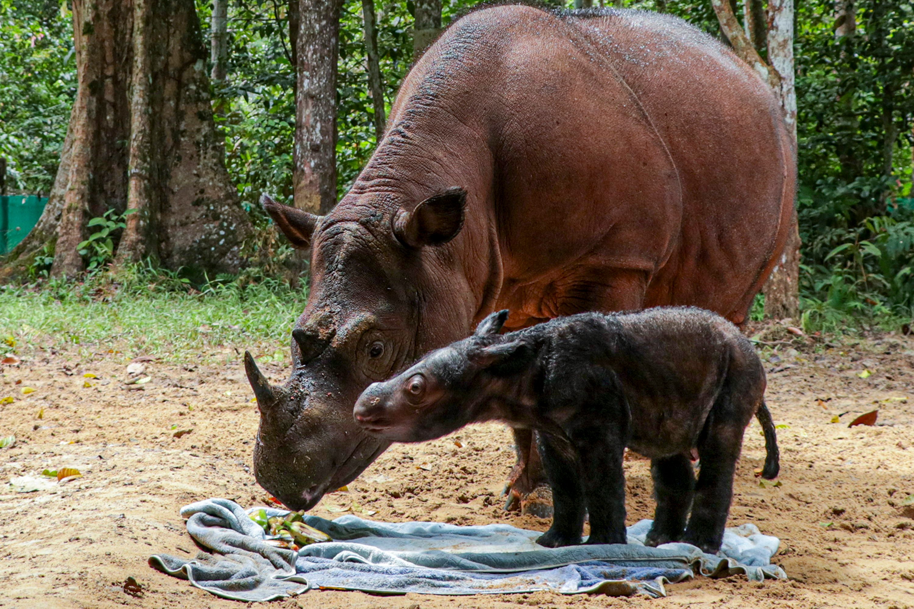 KELAHIRAN BADAK SUMATERA DI SUAKA RHINO SUMATERA TNWK