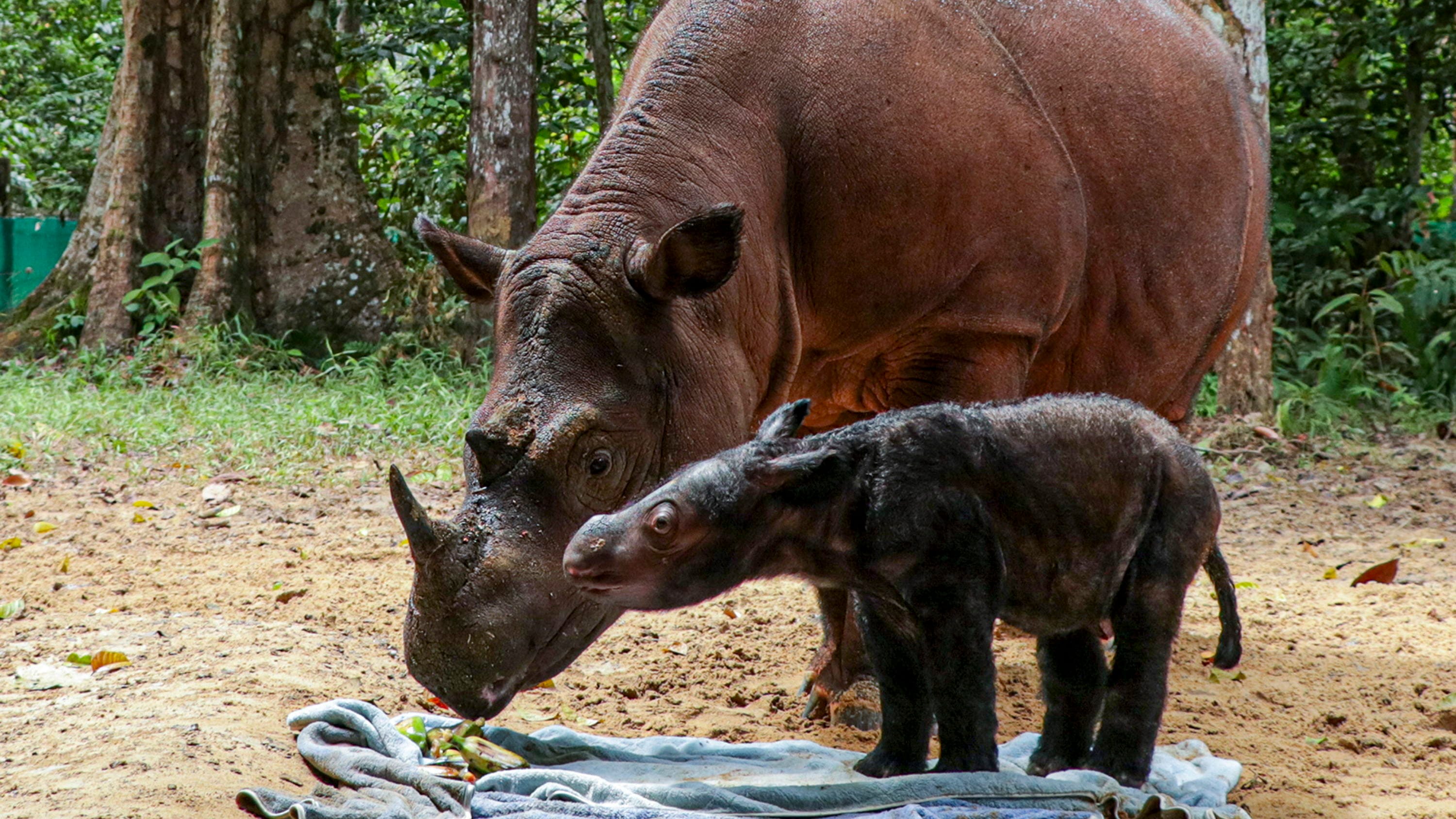 KELAHIRAN BADAK SUMATERA DI SUAKA RHINO SUMATERA TNWK