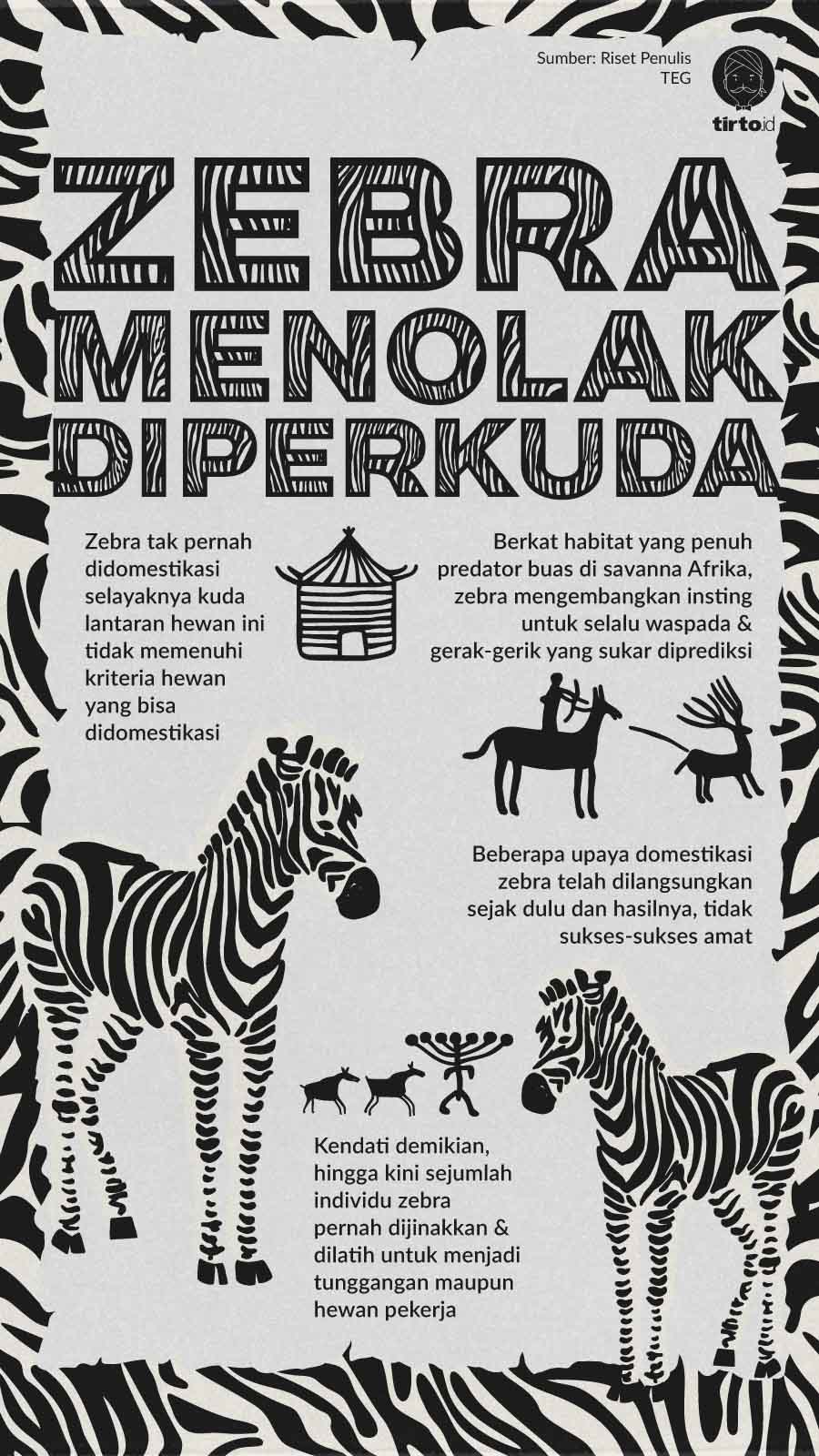 Infografik Zebra Menolak Diperkuda
