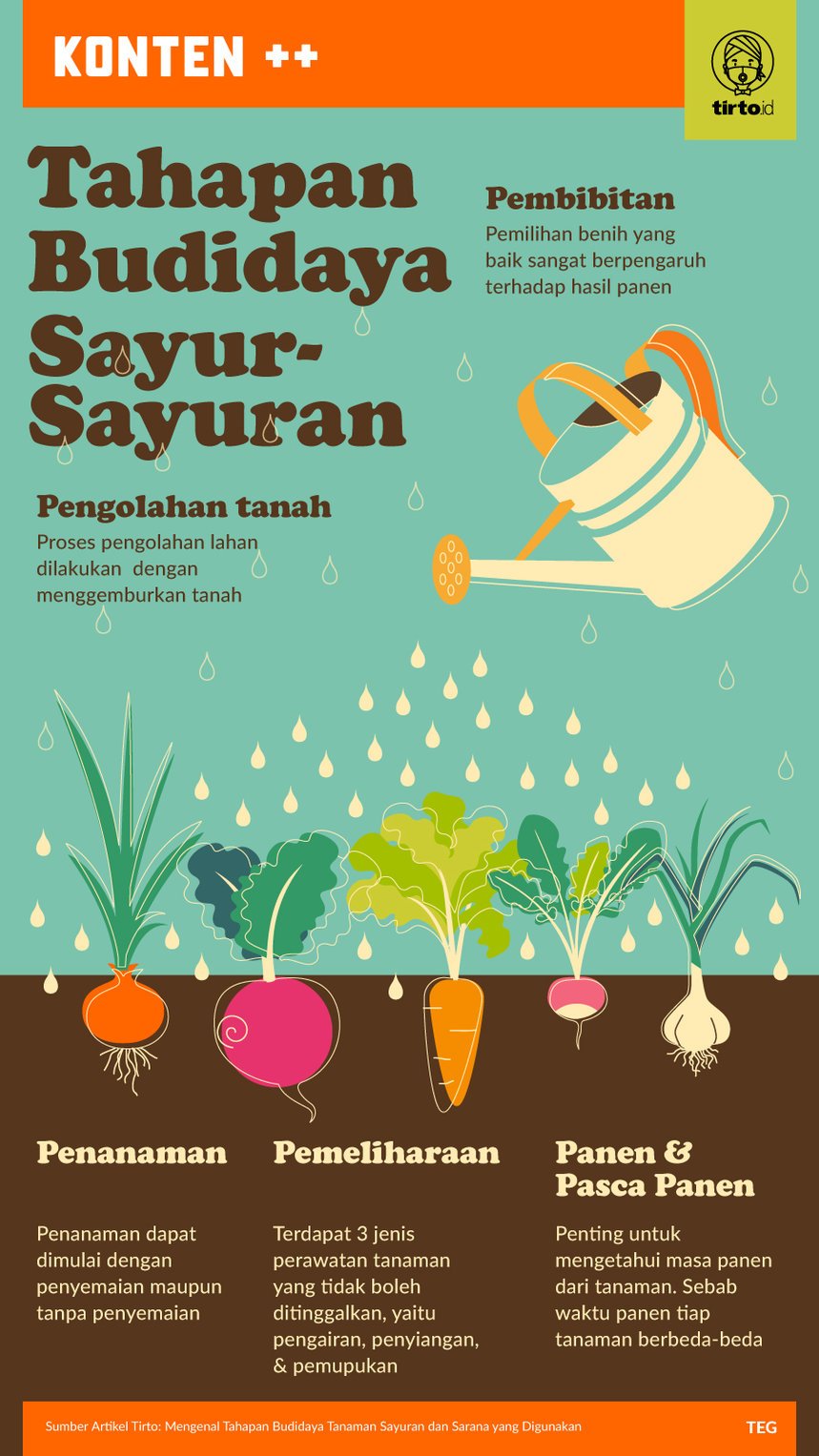 Infografik SC Tahapan Budidaya Sayur-Sayuran