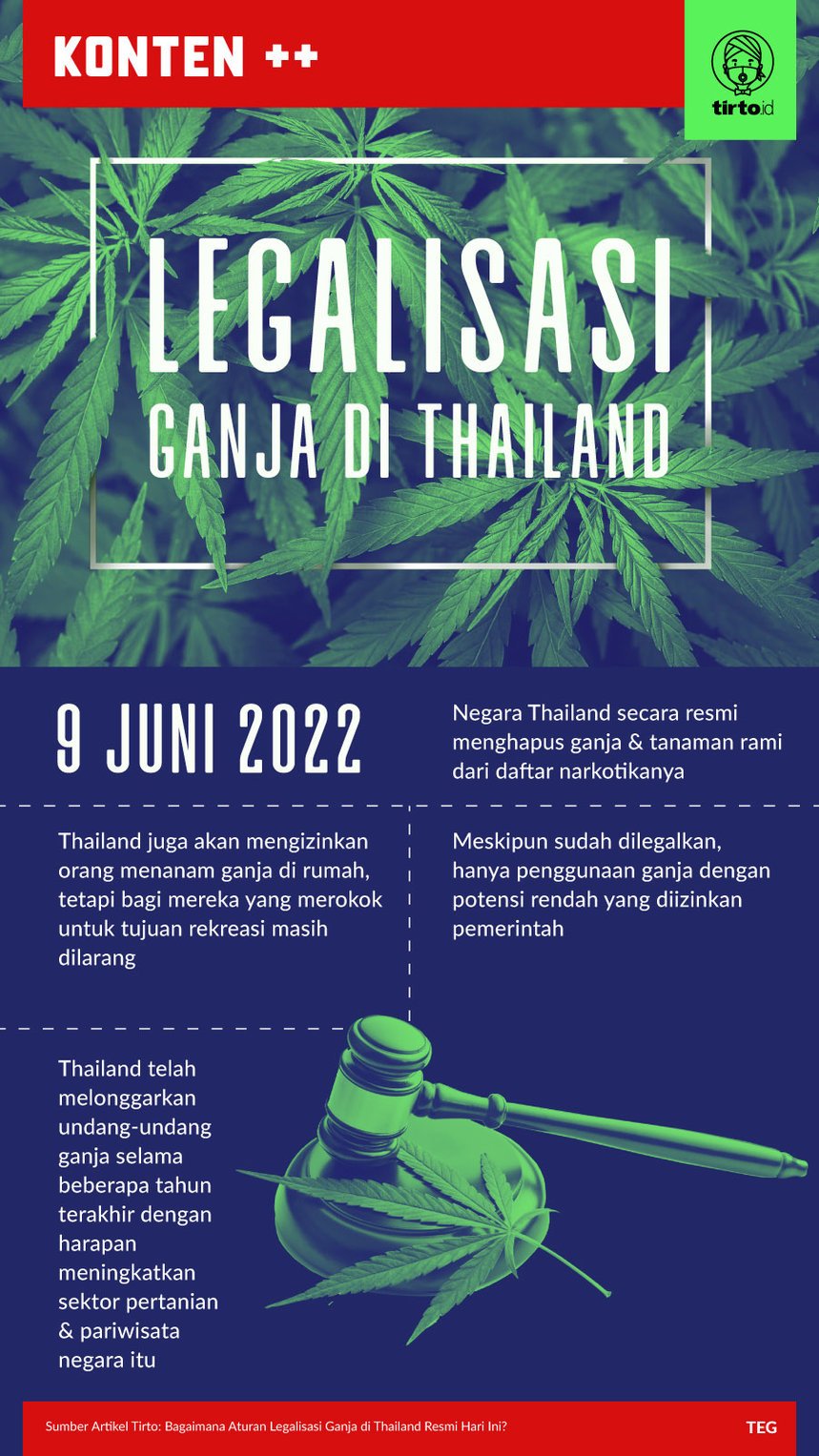 Infografik SC Legalisasi Ganja di Thailand