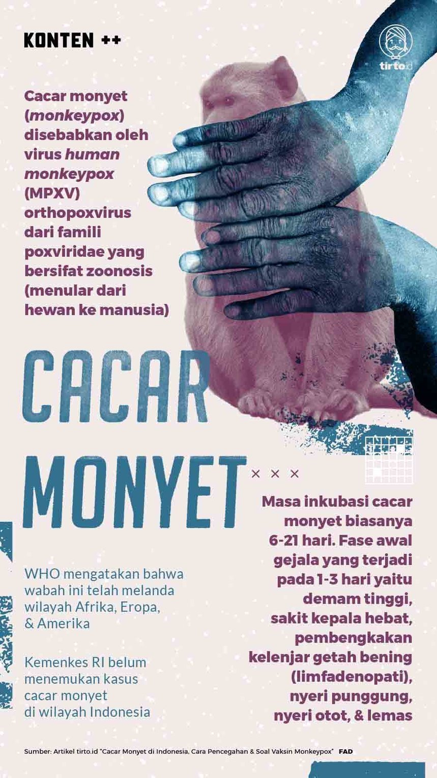Infografik SC Cacar Monyet