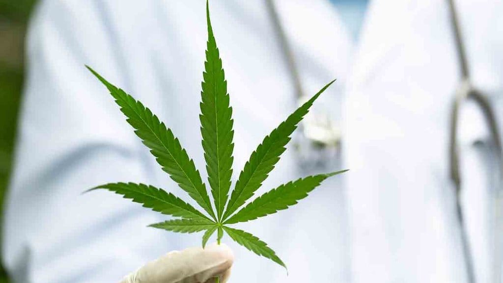 Ilustrasi Ganja Medis