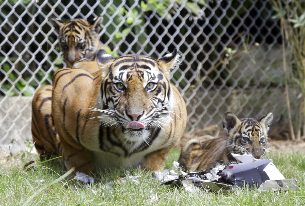 Harimau Sumatera