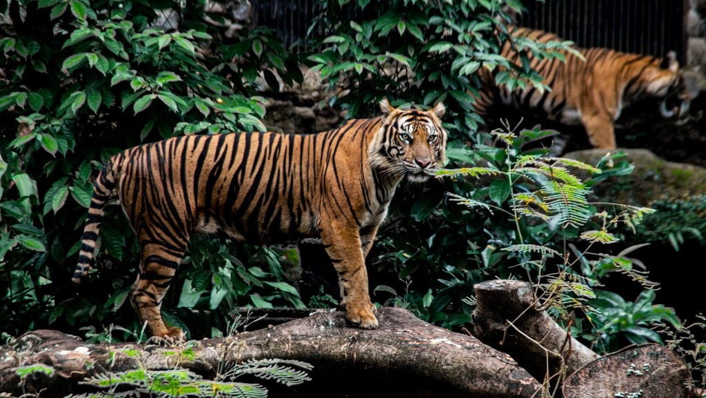 Harimau Sumatera