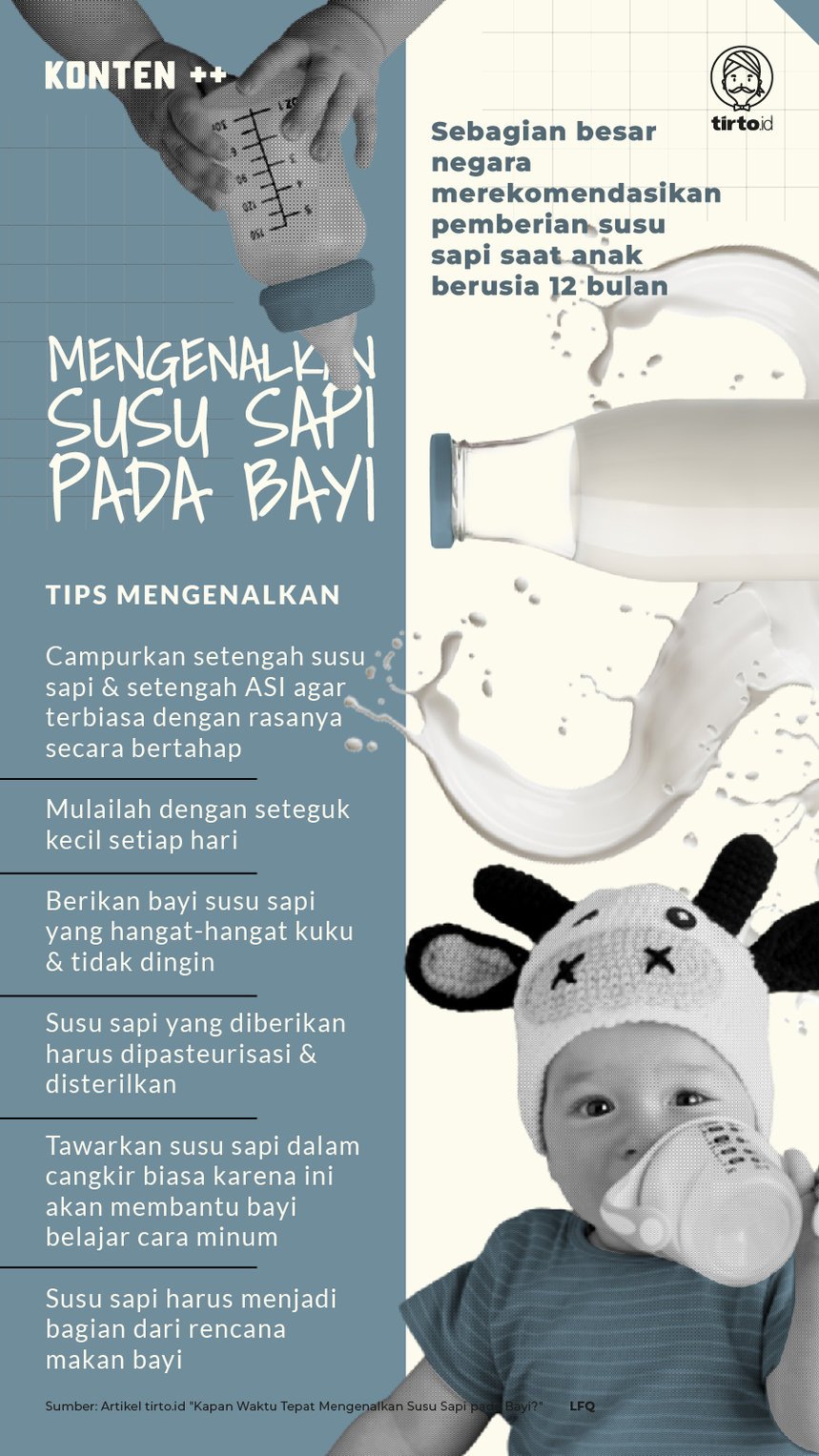 Infografik SC Mengenalkan Susu Sapi pada Bayi