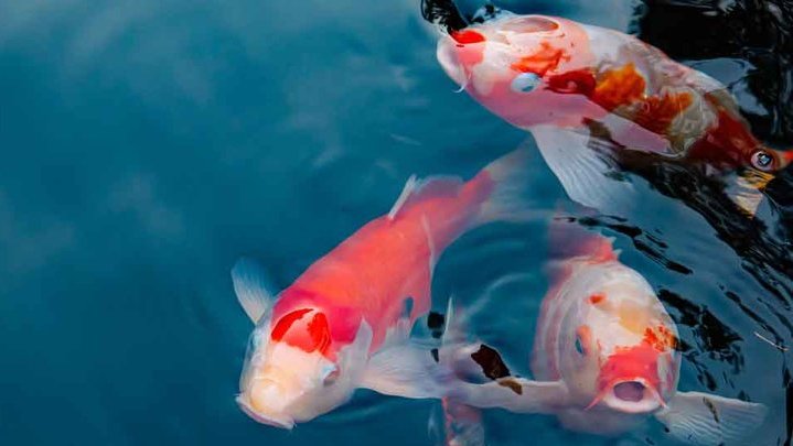 Ikan Koi. foto/istockphoto Ikan Koi